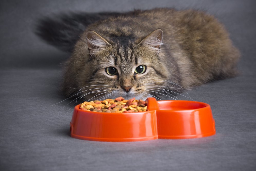 Terungkap, Mitos Makanan Kucing Ternyata Ada Jawabannya Terungkap, Mitos Makanan Kucing Ternyata Ada Jawabannya