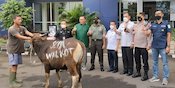 Jelang Idul Adha, SCTV dan Indosiar Serahkan 65 Hewan Kurban untuk Masyarakat Jelang Idul Adha, SCTV dan Indosiar Serahkan 65 Hewan Kurban untuk Masyarakat