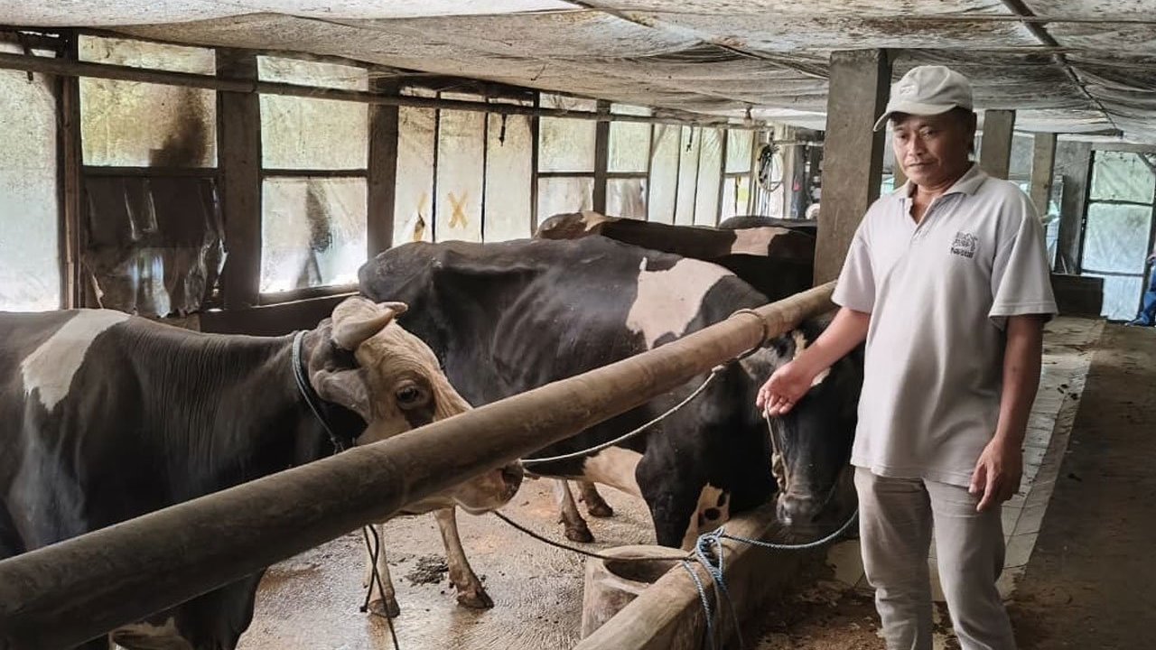 Dari Lereng Kelud, Sapi-Sapi Perah Menghidupi Harapan: Jejak Klasterku Hidupku BRI di Kediri Dari Lereng Kelud, Sapi-Sapi Perah Menghidupi Harapan: Jejak Klasterku Hidupku BRI di Kediri