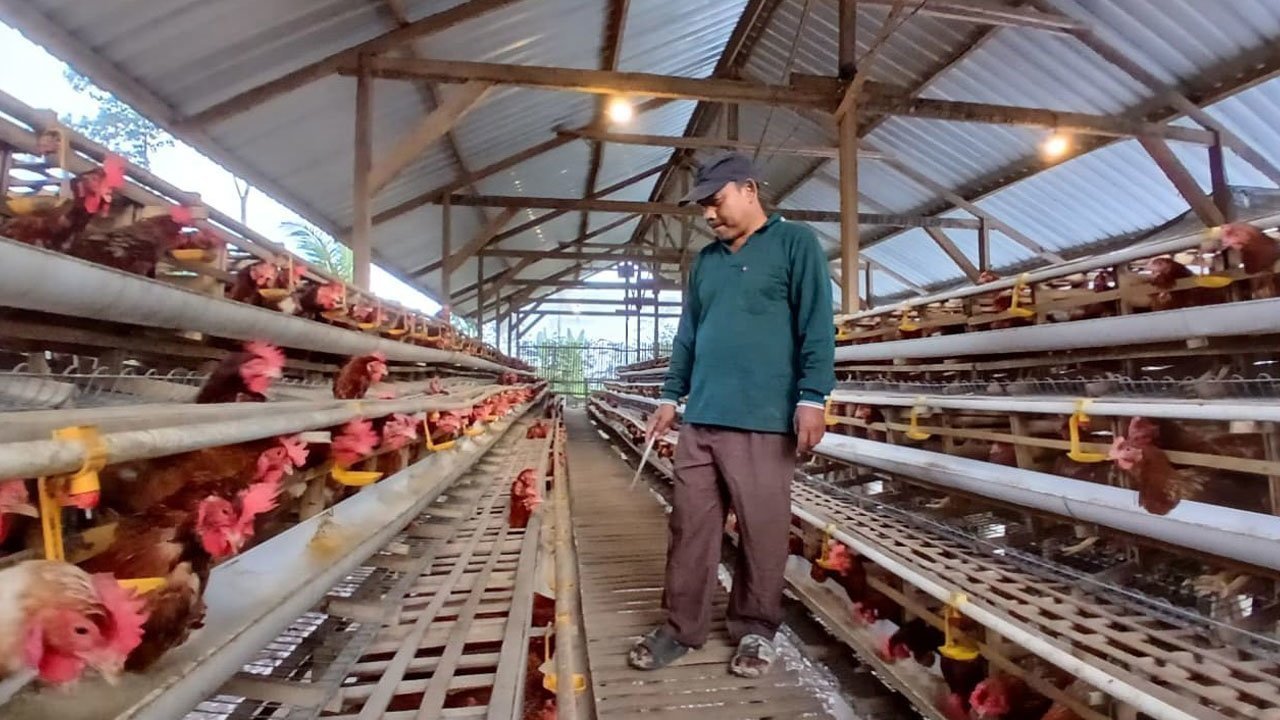 Dari PHK ke Peternak Telur Sukses: Jejak Langkah Cipto Mulyo Bersama KUR BRI Dari PHK ke Peternak Telur Sukses: Jejak Langkah Cipto Mulyo Bersama KUR BRI