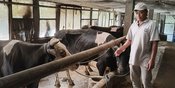 Dari Lereng Kelud, Sapi-Sapi Perah Menghidupi Harapan: Jejak Klasterku Hidupku BRI di Kediri Dari Lereng Kelud, Sapi-Sapi Perah Menghidupi Harapan: Jejak Klasterku Hidupku BRI di Kediri