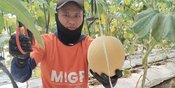 YBM BRILiaN SBO Malang Berdayakan Buruh Tani lewat Zakat Produktif, Hasilkan Lebih dari 5 Ton Melon