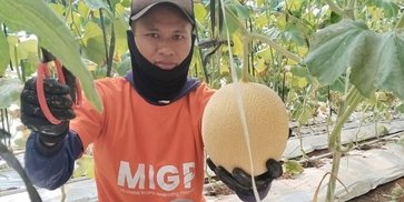 YBM BRILiaN SBO Malang Berdayakan Buruh Tani lewat Zakat Produktif, Hasilkan Lebih dari 5 Ton Melon